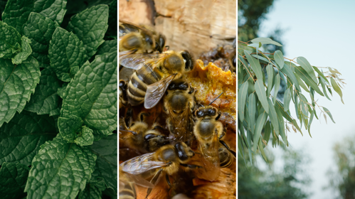 Red Seal Toothpaste Ingredients