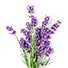 Icon Lavender