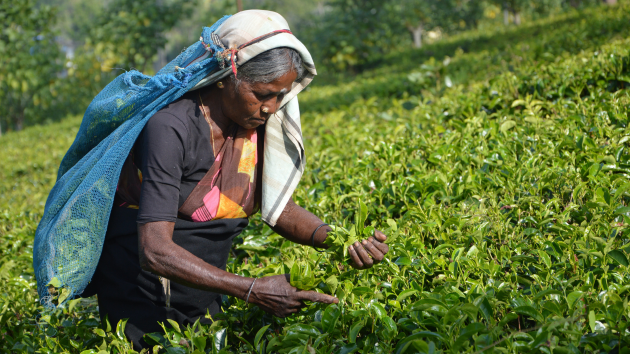 Red Seal Rainforest Alliance Page (3)