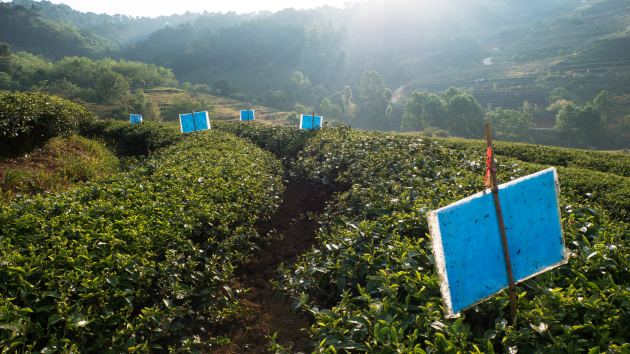 Red Seal Rainforest Alliance Page (5)